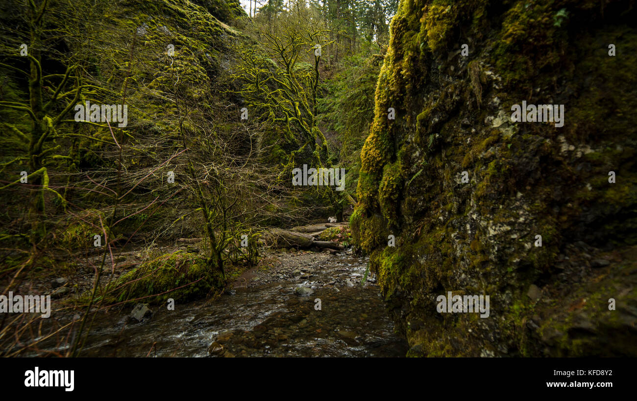 Fantasy Canyon Moussu avec ruisseau Banque D'Images
