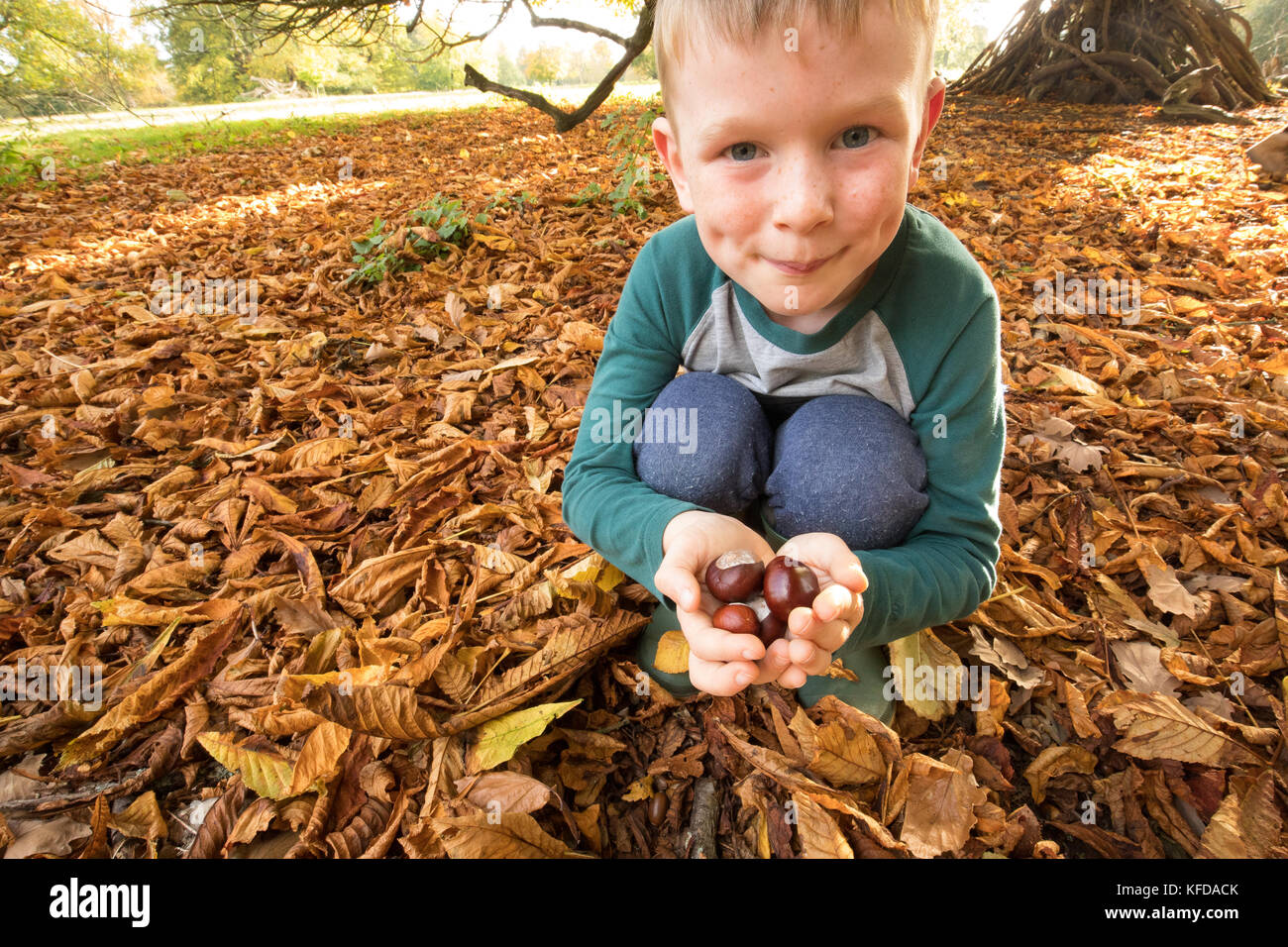 La collecte de l'enfant sous un marronnier conkers tree à l'automne - de jouer un jeu de saison, traditionnel en Grande-Bretagne. Banque D'Images