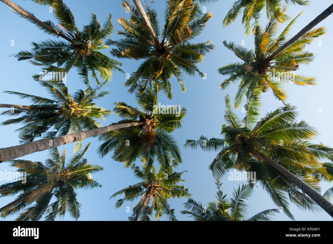 Image de palmiers prises sur l'île de Gili Air, Lombok, Indonésie Banque D'Images