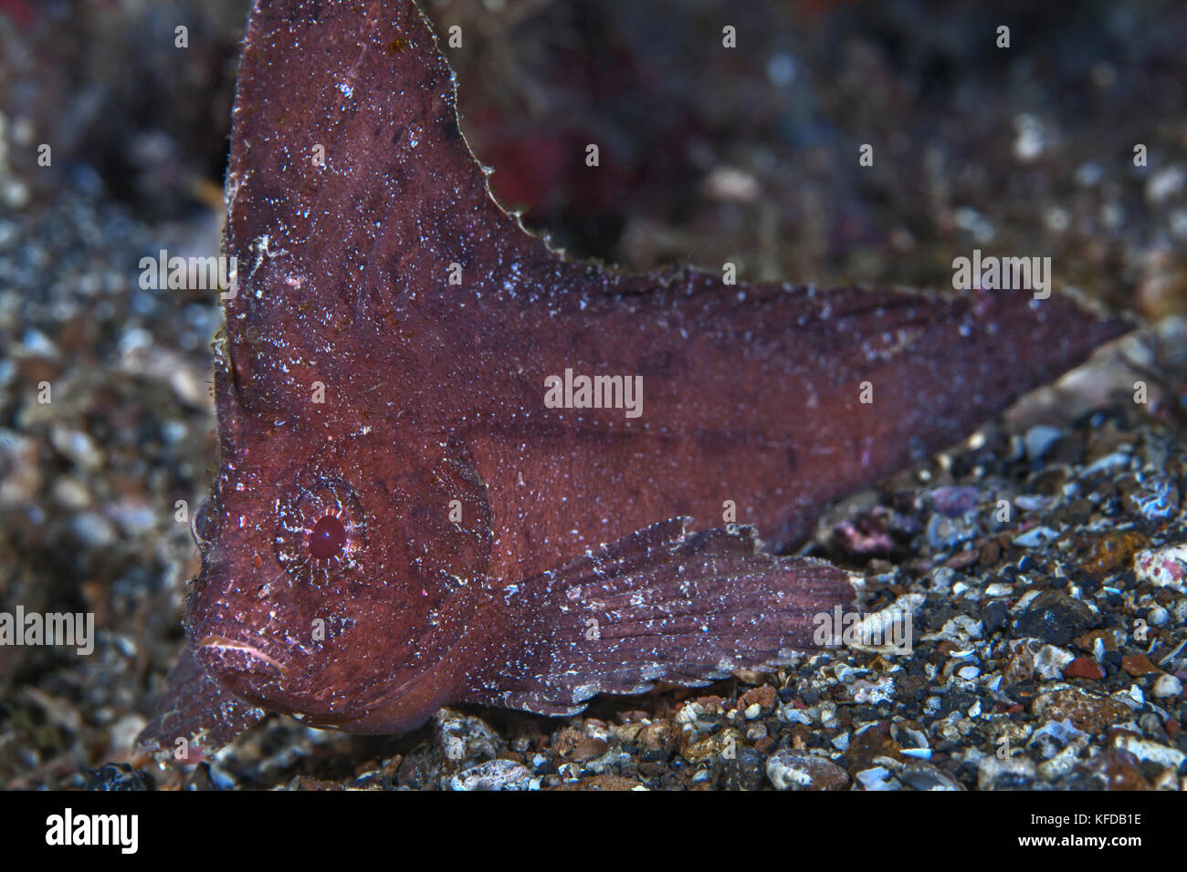 (Ablabys macracanthus waspfish épineuse) au fond de la mer. Détroit de Lembeh (Indonésie). Banque D'Images