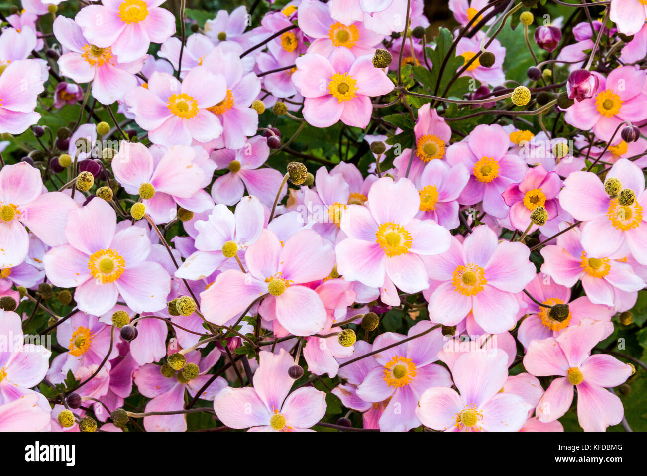 Close up arrangement de violet jaune vert fleurs anémone japonaise de fleurs avec des têtes sur un buisson ou une plante en jardin nature avec feuille Banque D'Images