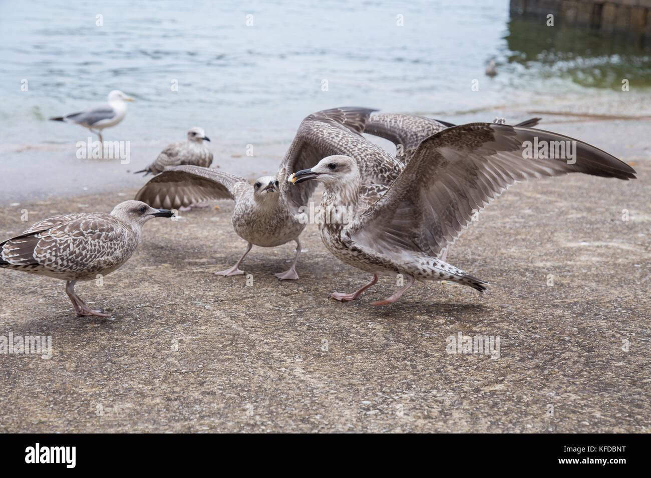 Groupe de mouettes de manger des miettes de pain sur front de mer sur la côte. Banque D'Images