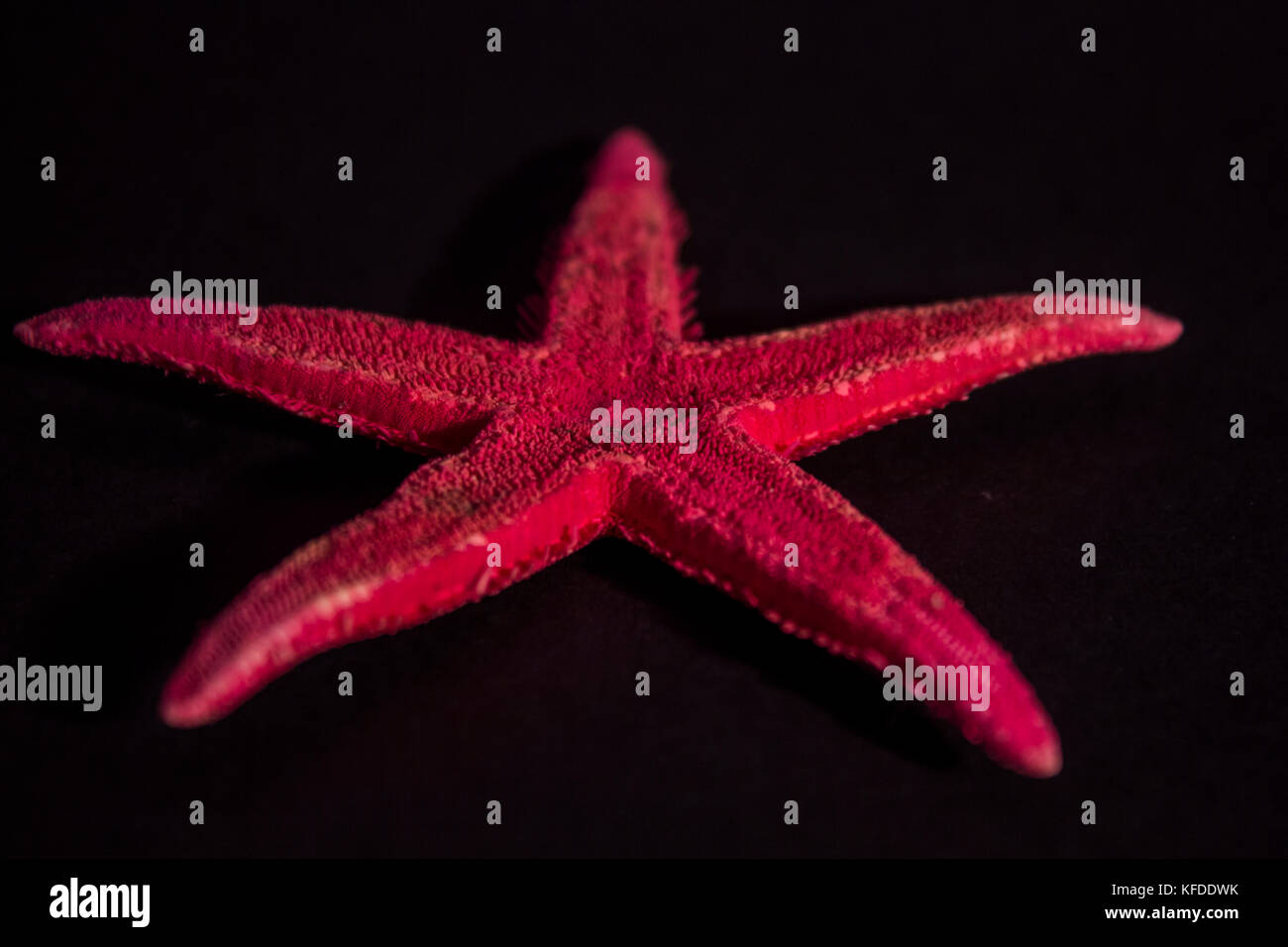 étoile de mer Banque D'Images