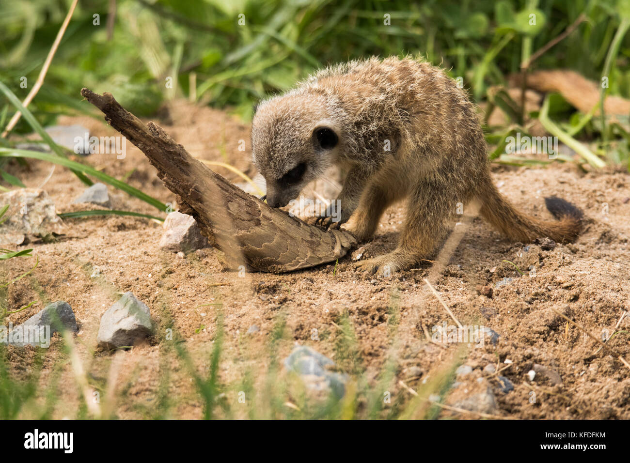 Un bébé jouant à Meerkat Folly Farm, Pembrokeshire, UK. Banque D'Images