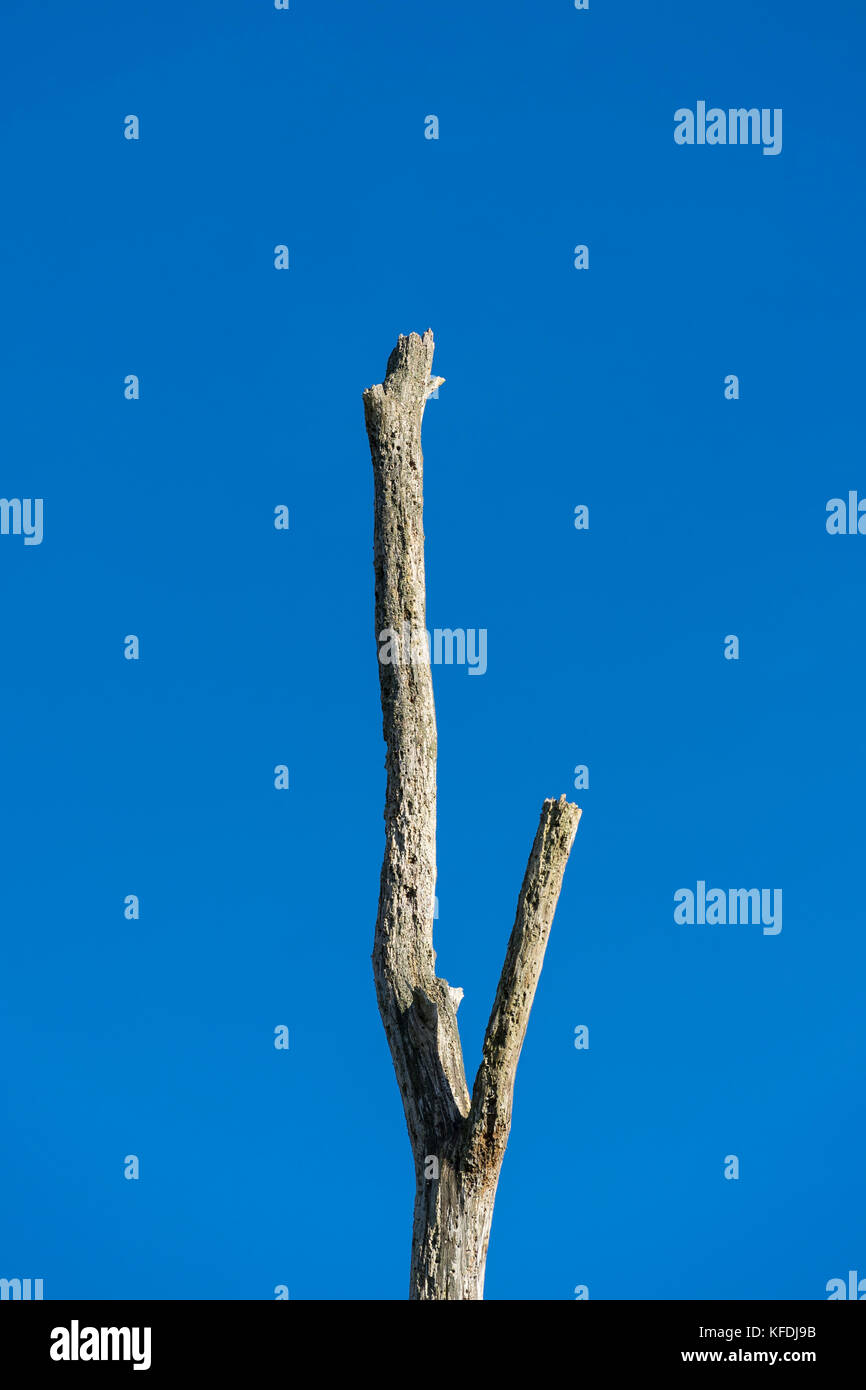 Dead tree trunk contre ciel bleu profond. Banque D'Images