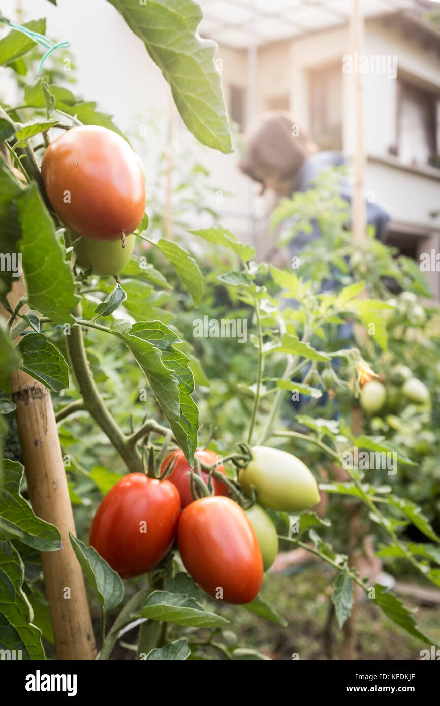 Une jeune fille prend les tomates biologiques de sa maison jardin à bischeim, France. Banque D'Images