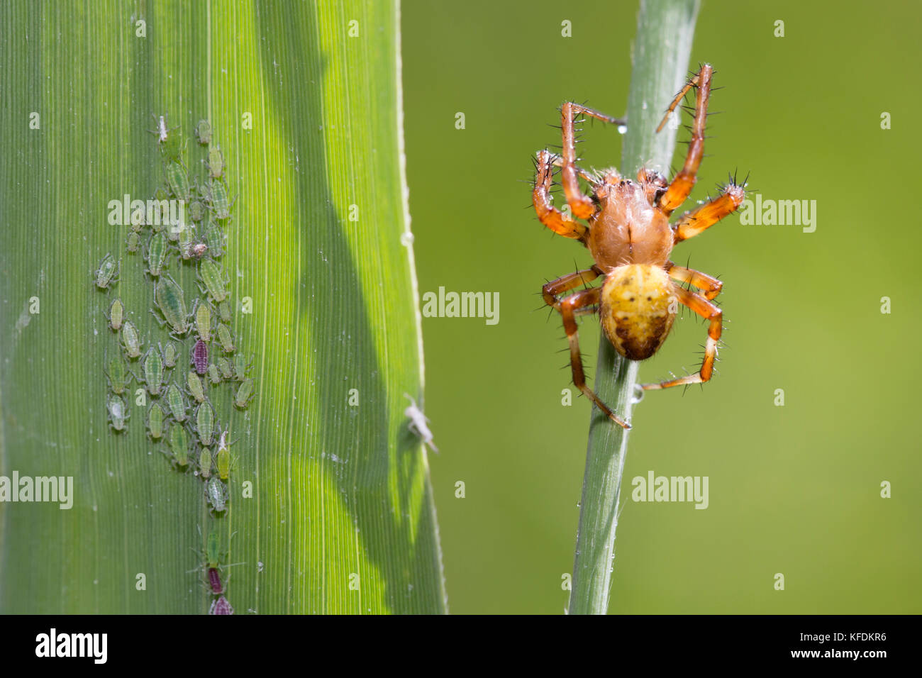 4 spots-orb weaver - Araneus quadratus Banque D'Images