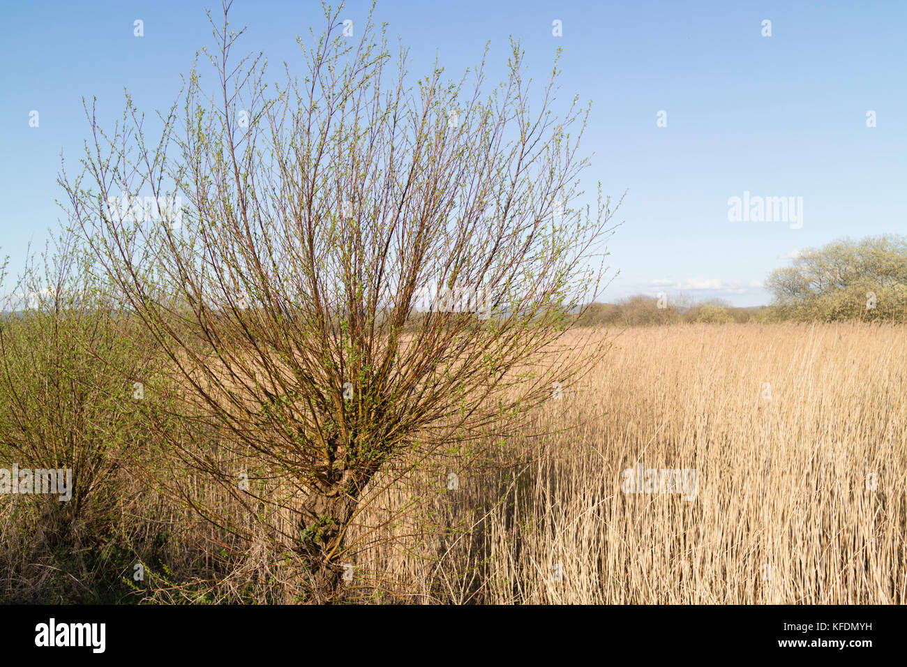 Willow Tree et roselière au début du printemps, les niveaux de Somerset, Royaume-Uni Banque D'Images