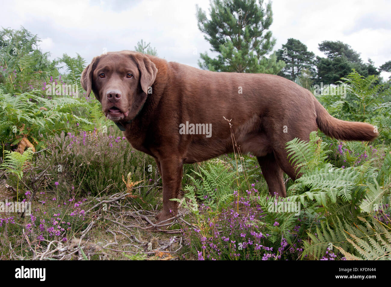 labrador en chocolat en surpoids debout dans bracken Banque D'Images