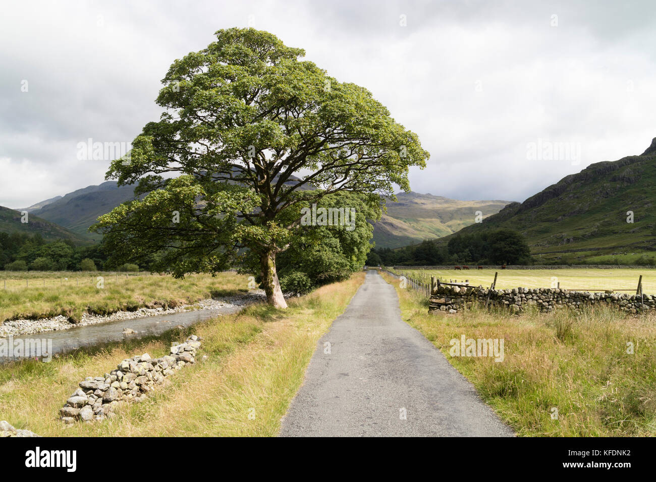 Dans le sycomore Duddon Valley, Lake District, UK Banque D'Images