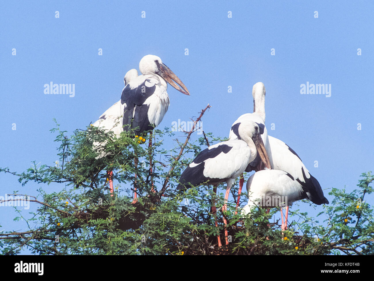 Asian Openbill Anastomus (Stork, oscitante), Parc national de Keoladeo Ghana, Bharatpur, Rajasthan, Inde Banque D'Images
