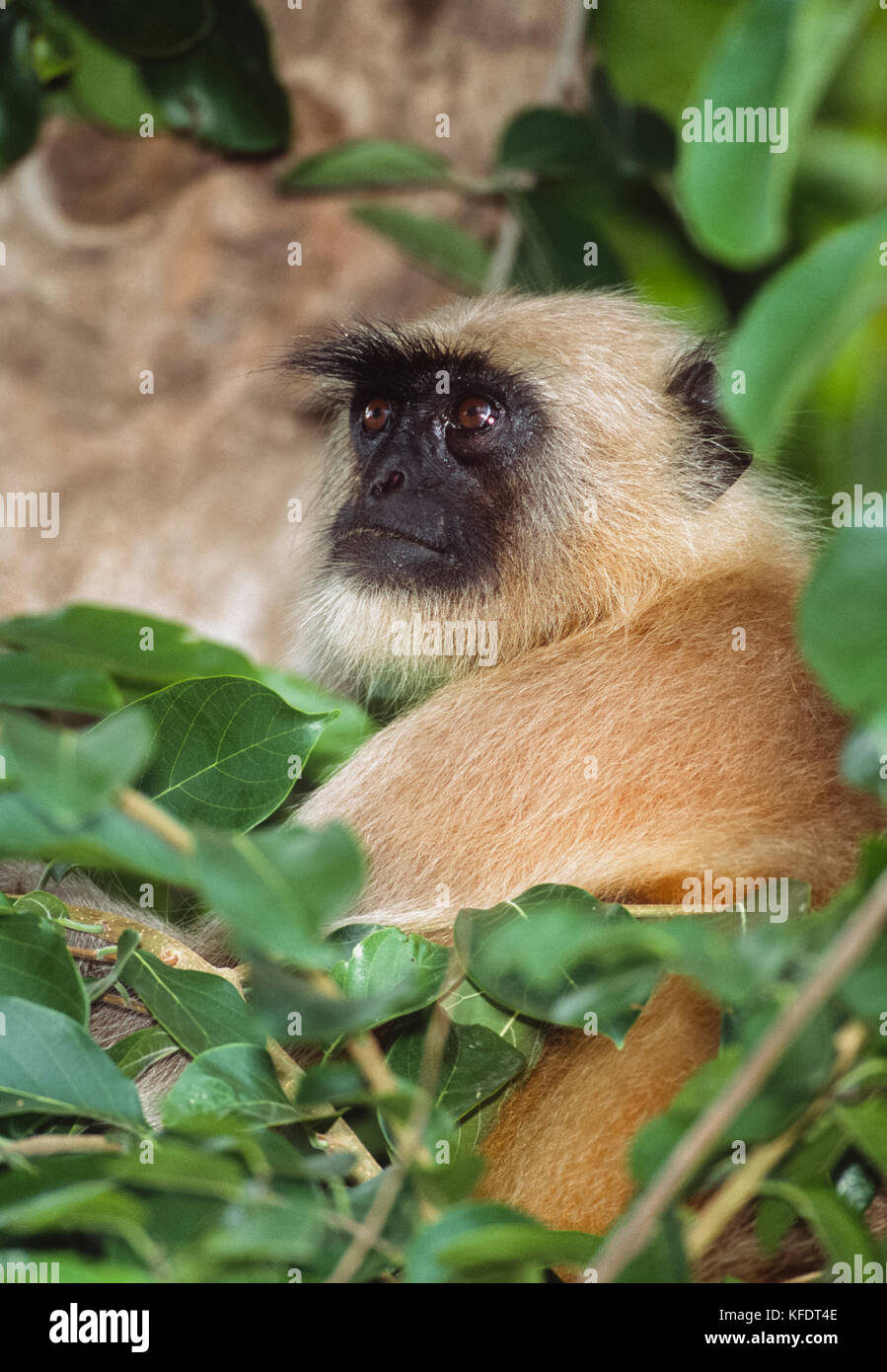 Gris adultes ou Langur Hanuman, le Singe animaux singe Semnopithèque(), se reposant dans un arbre, Bharatpur, Rajasthan, Inde Banque D'Images