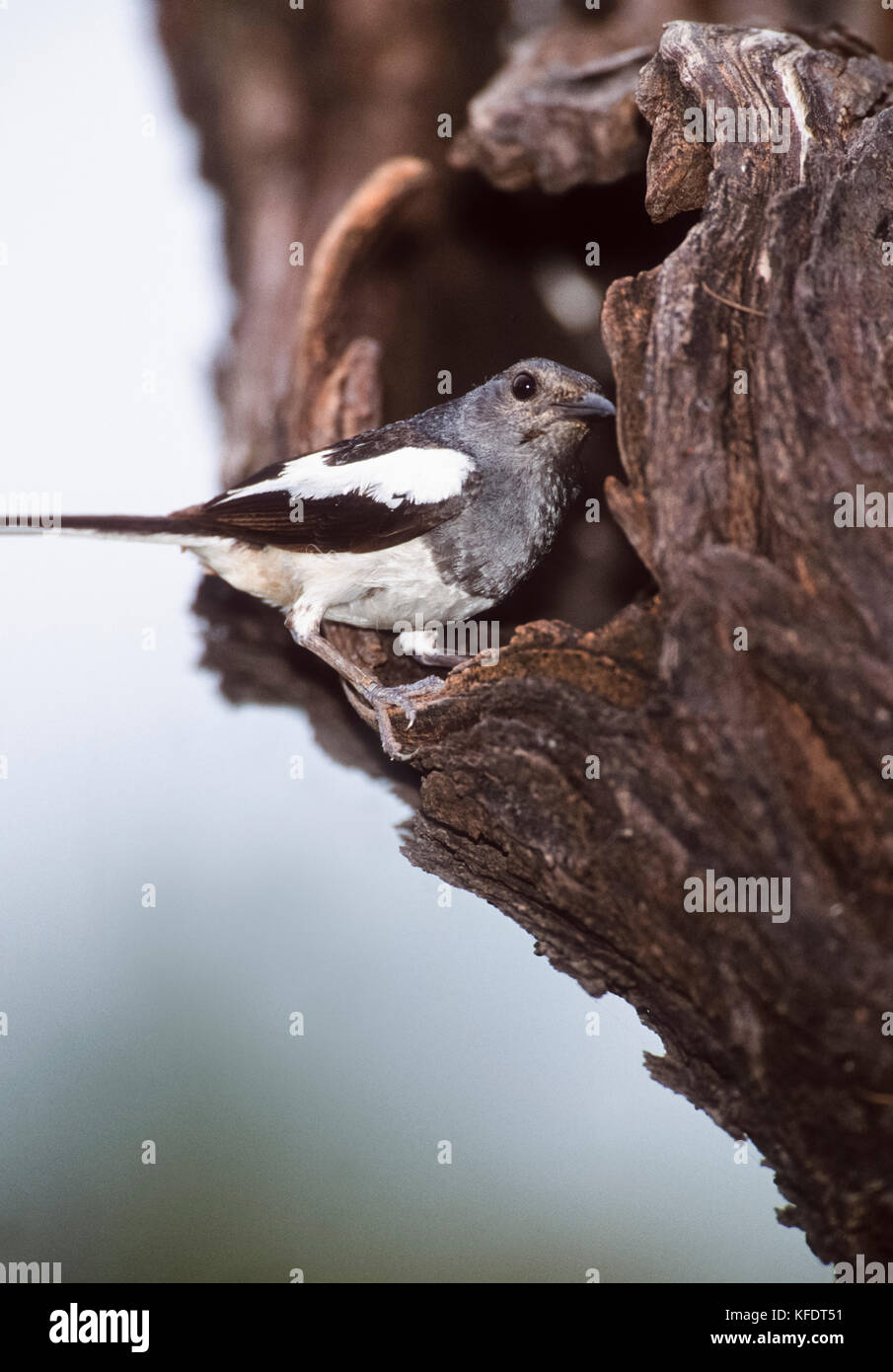 Oriental femelle pie-robin (Copsychus saularis), Parc national de Keoladeo Ghana, Bharatpur, Rajasthan, Inde Banque D'Images