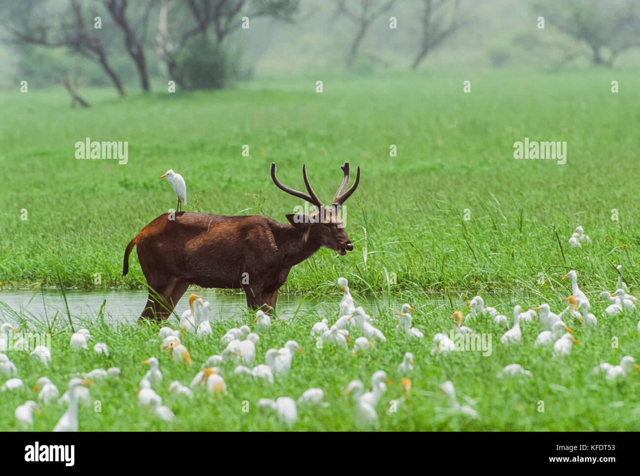 Cerfs Sambar, stag (Rusa unicolor), Parc national de Keoladeo Ghana, Bharatpur, Rajasthan, Inde Banque D'Images