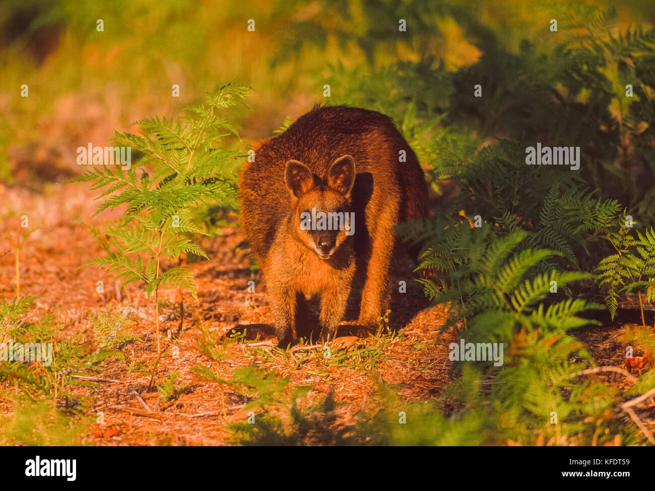 Bicolores, (Wallabia bicolor), Byron Bay, New South Wales, Australia Banque D'Images