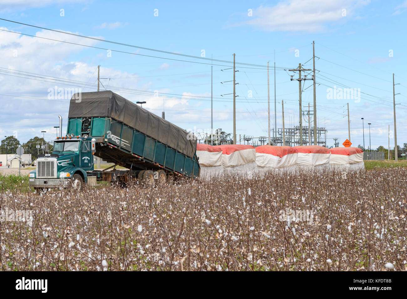 Fraîchement cueilli ou récolté les balles de coton en file en attendant le transport sur une plantation de coton dans le centre rural Alabama, Etats-Unis. Banque D'Images