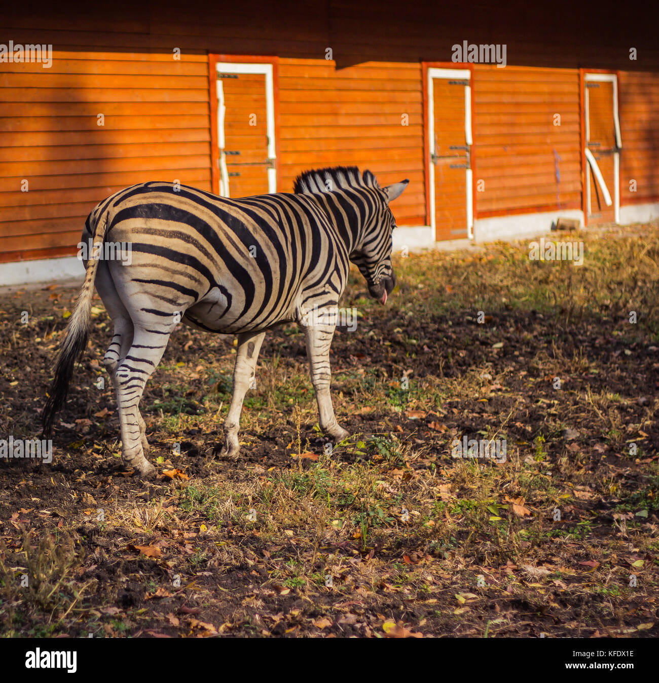 Zebra en pleine croissance dans le contexte de la cadre orange du stylo Banque D'Images