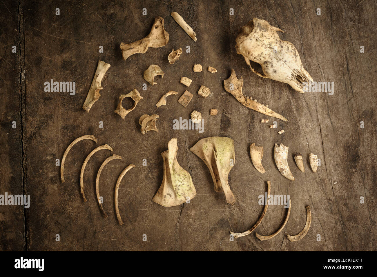 Armadillo vestiges osseux, probablement tué par un puma Banque D'Images
