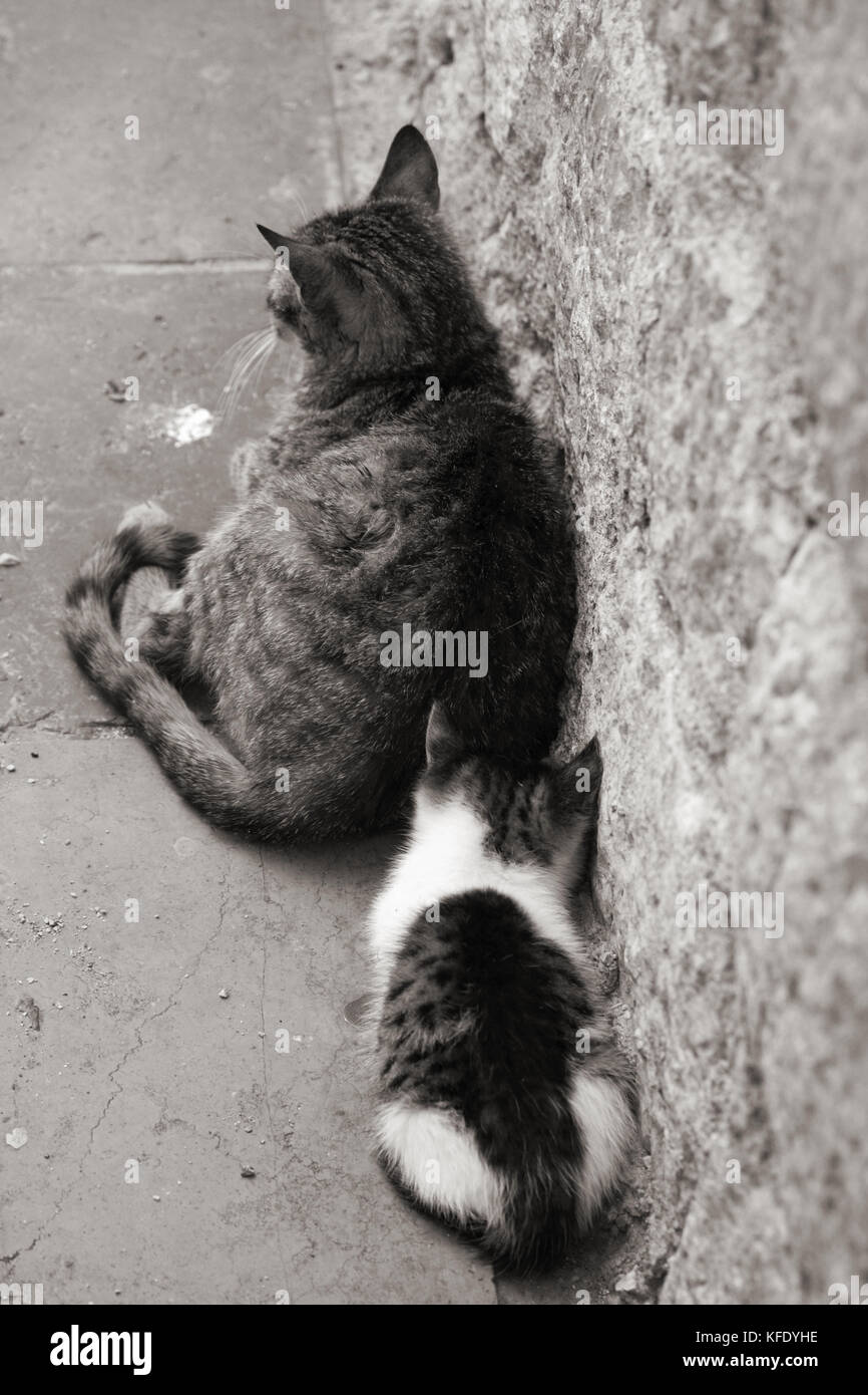 Chat avec un petit chaton, dormir piscine Banque D'Images