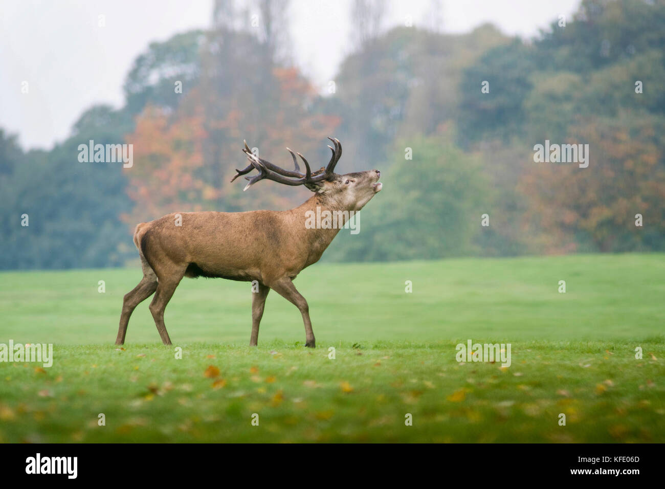 Red Deer Stag at wollaton park Banque D'Images