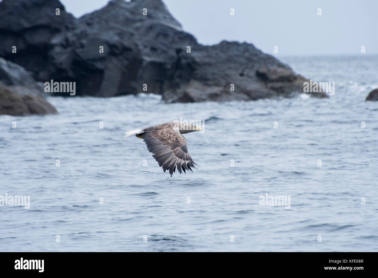 Aigle de mer à queue blanche en vol à Skye, en Écosse Banque D'Images