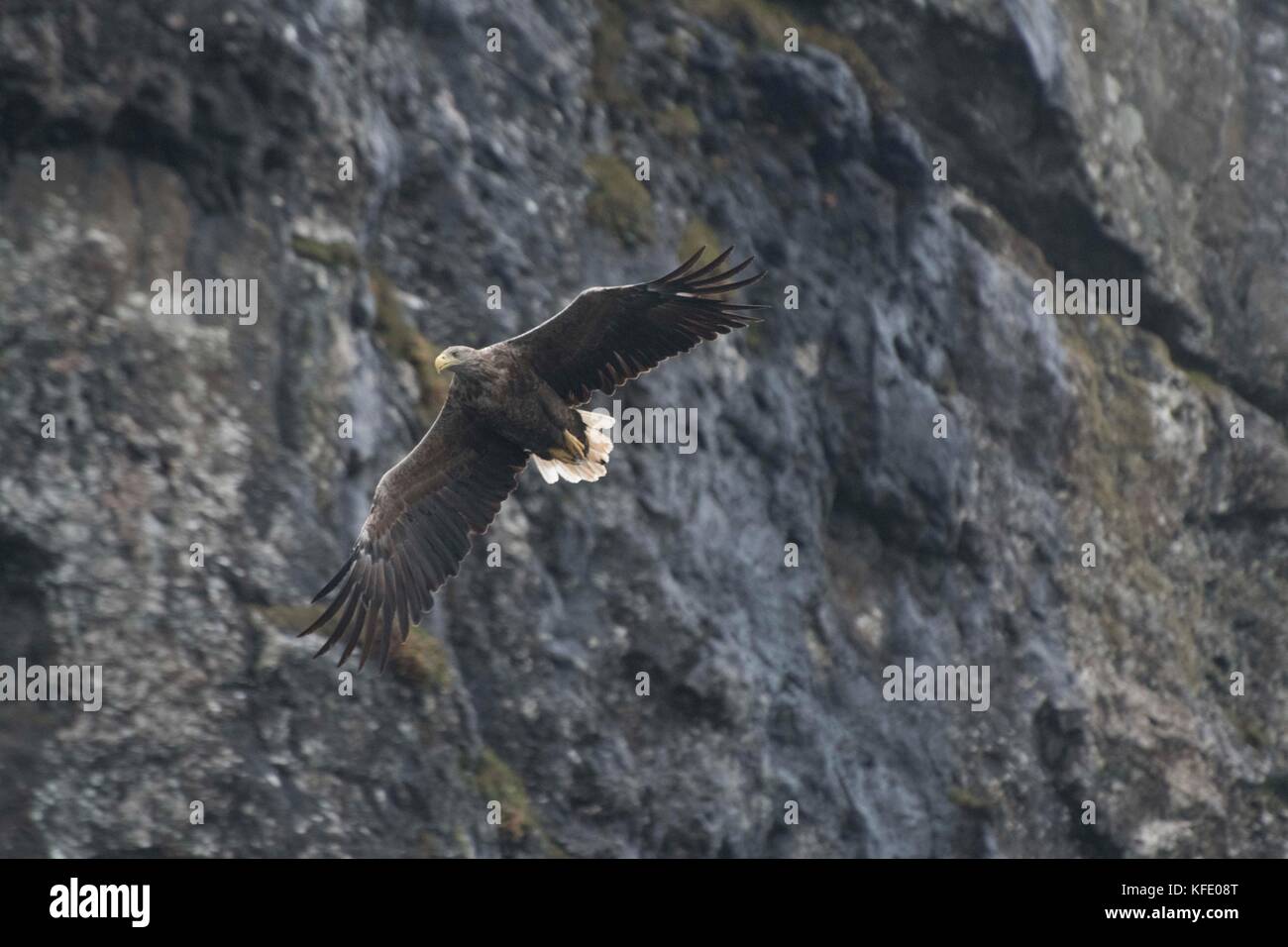 Aigle de mer à queue blanche en vol à Skye, en Écosse Banque D'Images