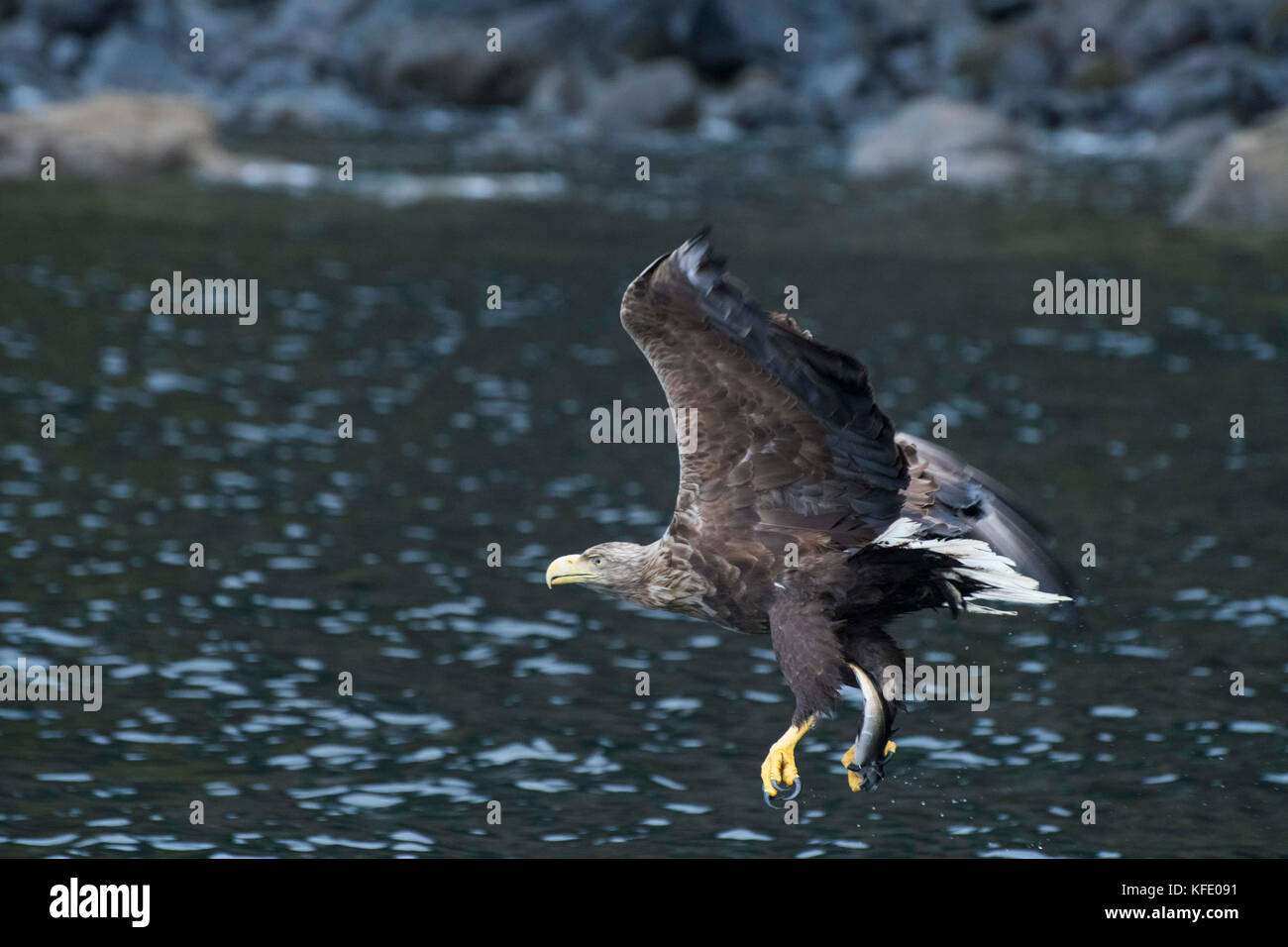 Aigle de mer à queue blanche en vol à Skye, en Écosse Banque D'Images