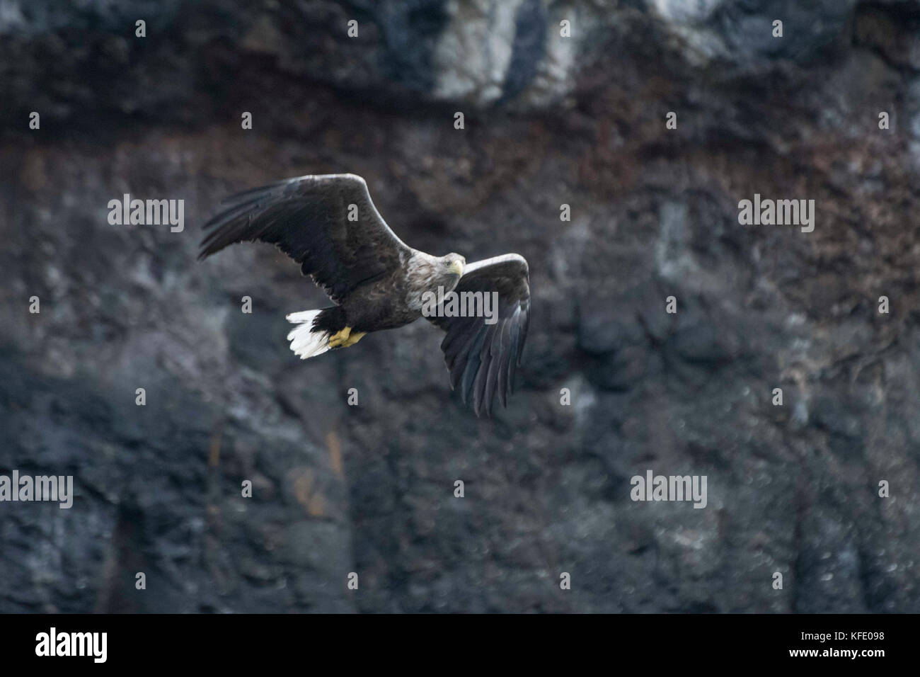 Aigle de mer à queue blanche en vol à Skye, en Écosse Banque D'Images