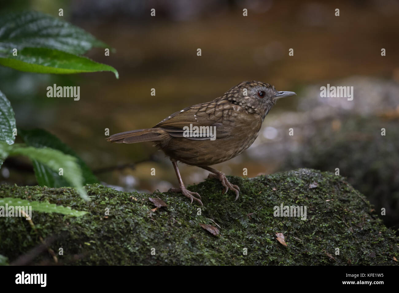 La striées wren-(Napothera brevicaudata) est une espèce de passereau de la famille des Pellorneidae. Son habitat naturel est les montagnes humides tropicales fore Banque D'Images