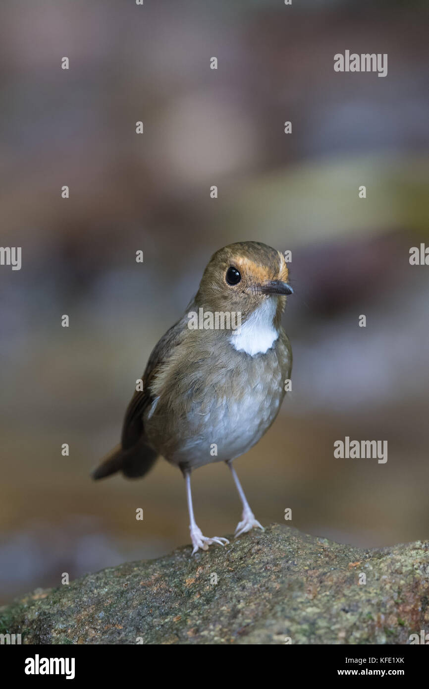 Le moucherolle à sourcils (Anthipes solitaris) est une espèce de passereau de la famille Muscicapidae. Son habitat naturel est les zones tropicales ou subtropicales de mois Banque D'Images