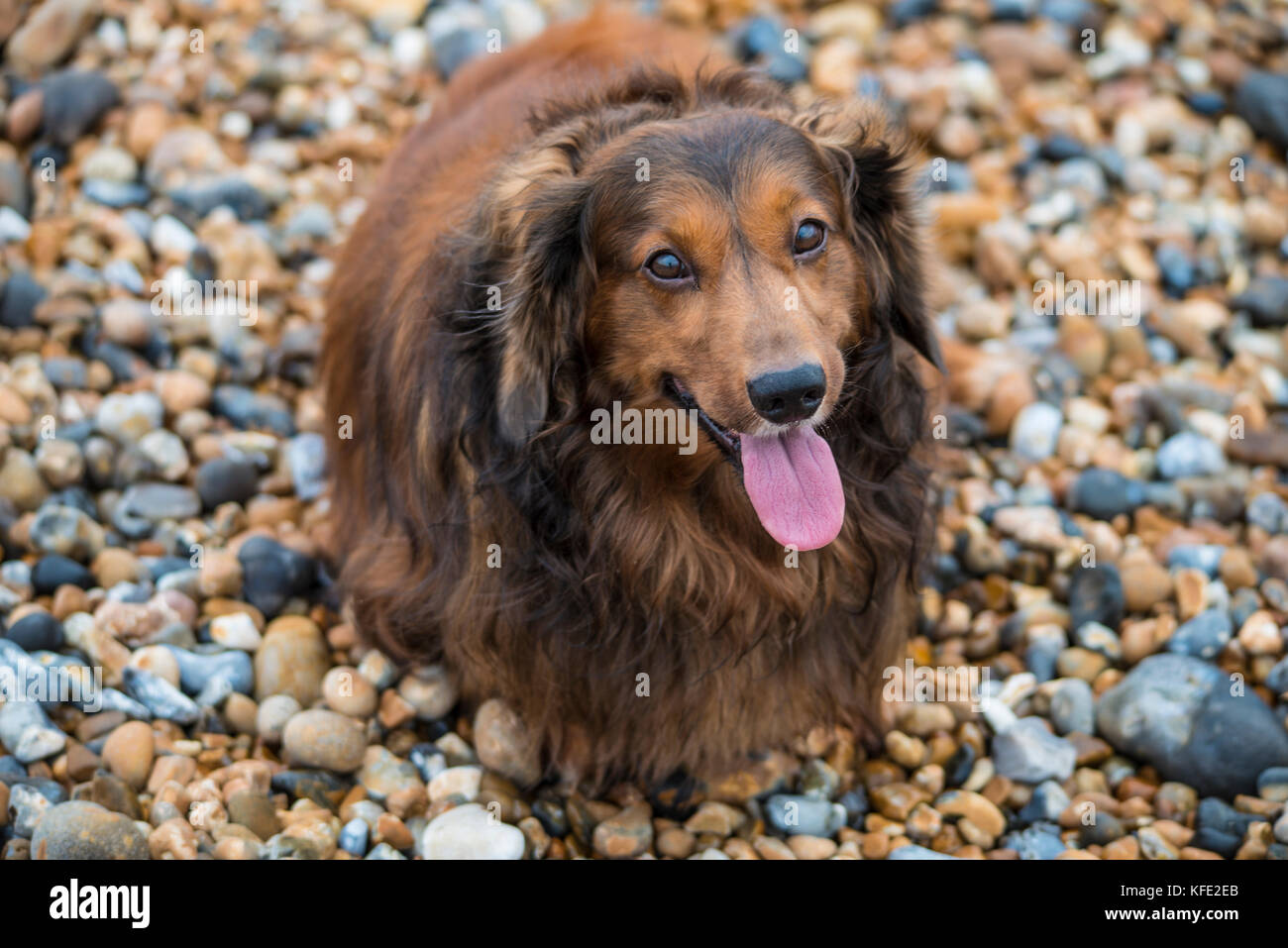 Teckel aux cheveux longs. Skye notre chien le plus excellent. Banque D'Images