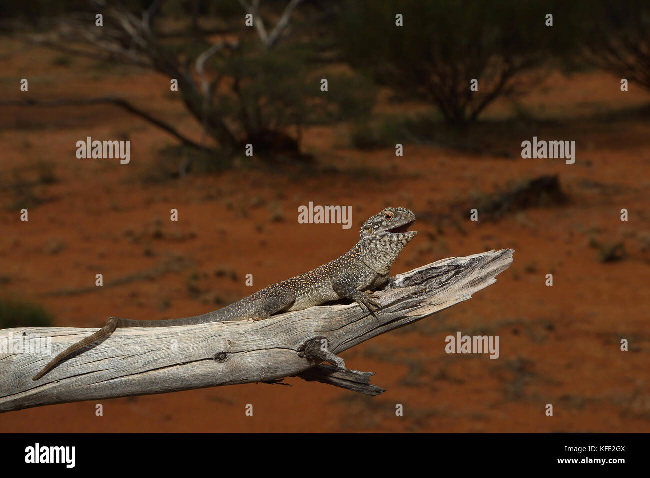 Dragon en réseau occidental (Ctenophorus reticulatus) sur une branche morte, basant. Mount Magnet, région de Pilbara, Australie occidentale, Australie Banque D'Images