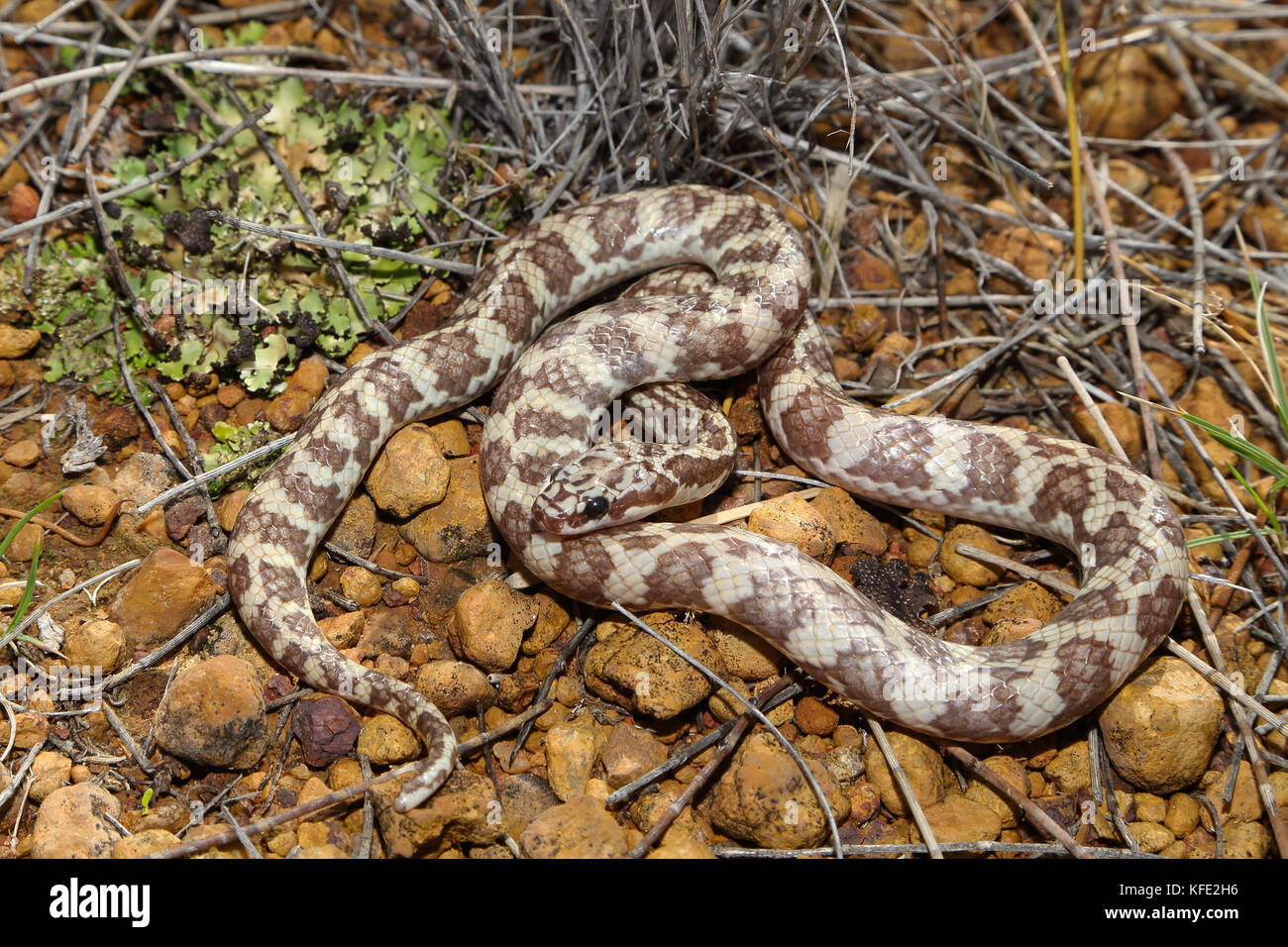 Serpent de Rosen (Suta fasciata) de couleur claire mue enroulé sur sol pierreux. Il mesure environ 38 cm de long. Yalgoo, région du Midwest, Australie occidentale, Australie Banque D'Images