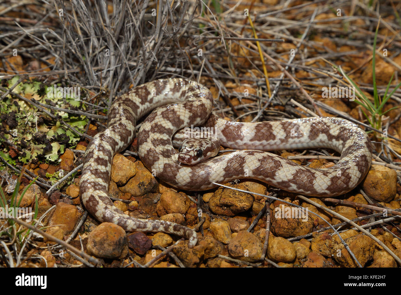 Serpent de Rosen (Suta fasciata) de couleur claire mue enroulé sur sol pierreux. Il mesure environ 38 cm de long. Yalgoo, région du Midwest, Australie occidentale, Australie Banque D'Images