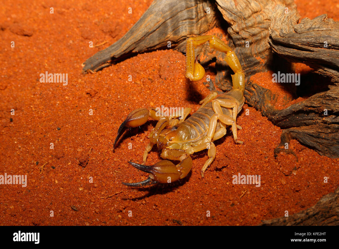 Un scorpion de désert (Urodacus hoplutus) d'un genre généralement d'environ 10 cm de long.leur piqûre n'est pas dangereux bien que douloureux peut-être pendant quelques jours. Leonor Banque D'Images