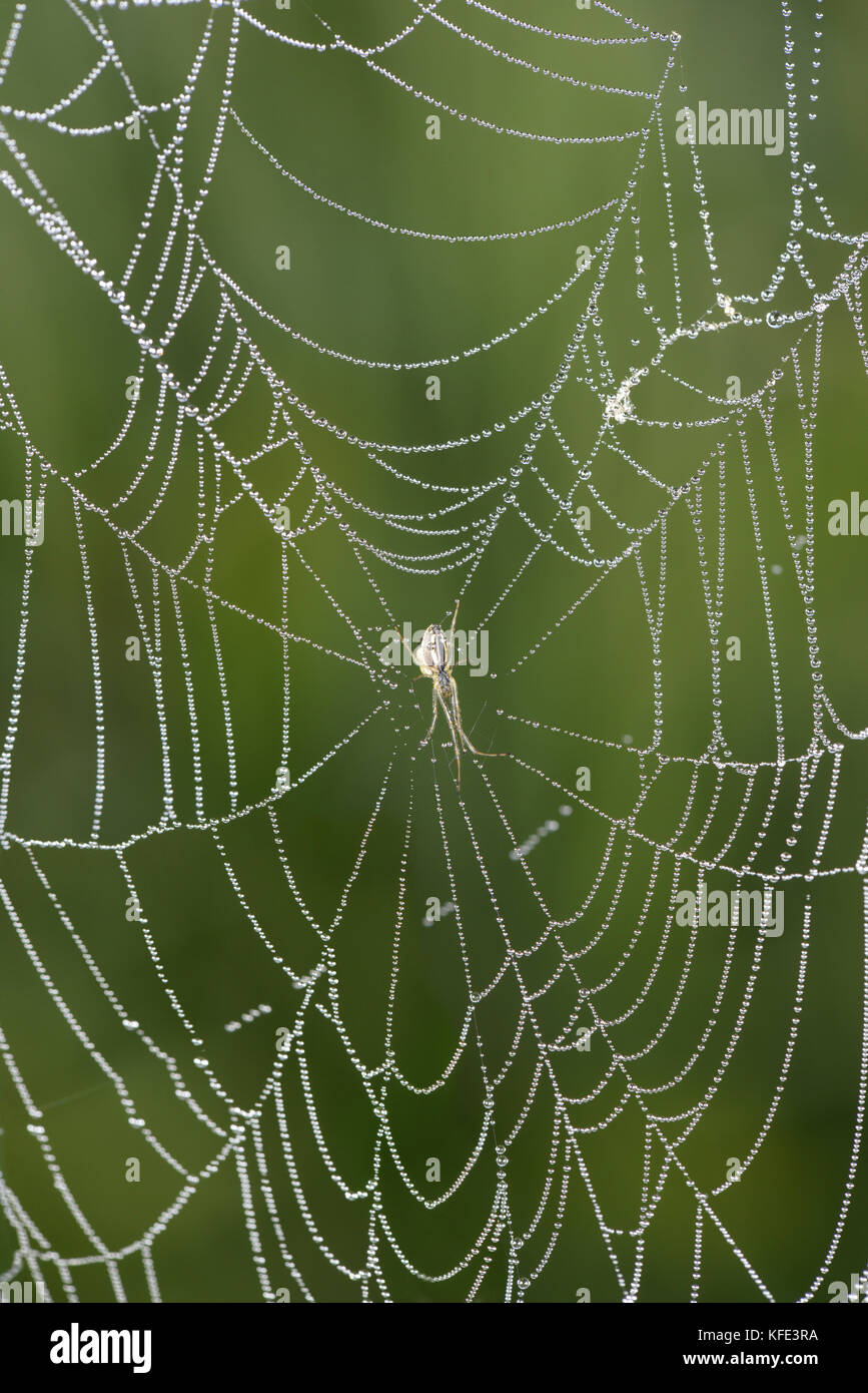 Spider's Web Banque D'Images