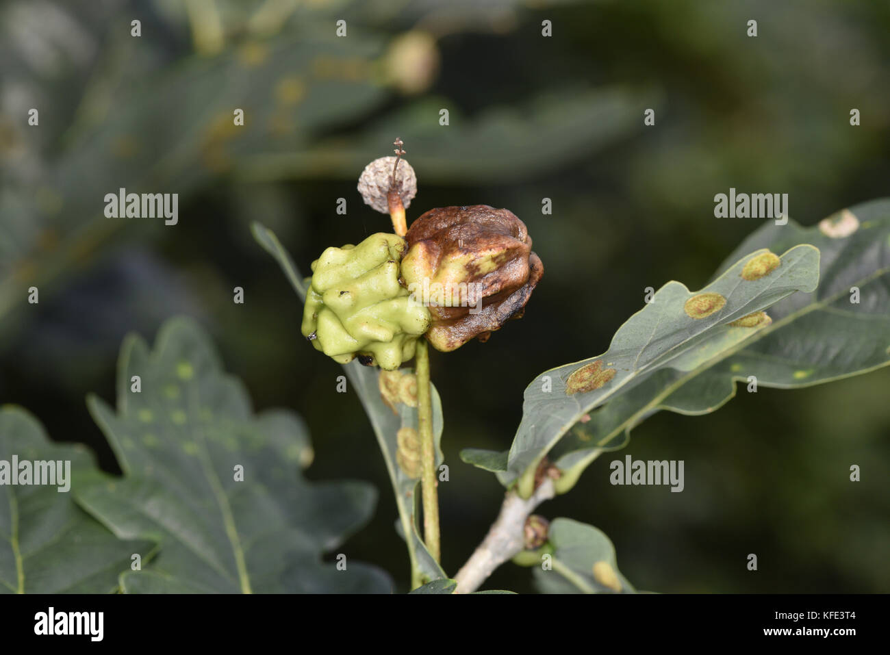 Knopper gall - causé par le wasp andricus quercuscalicis Banque D'Images