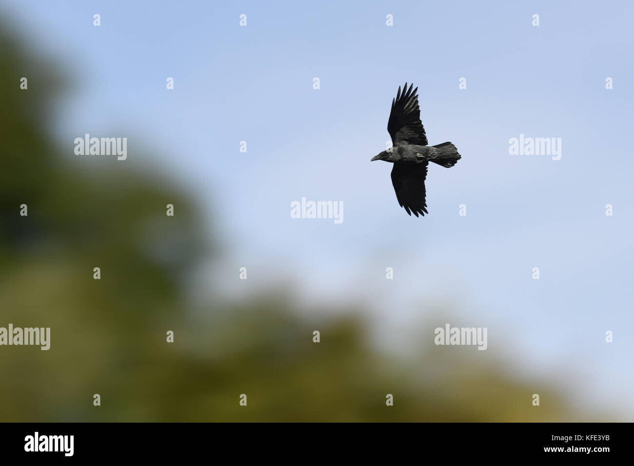 Grand corbeau - Corvus corax Banque D'Images
