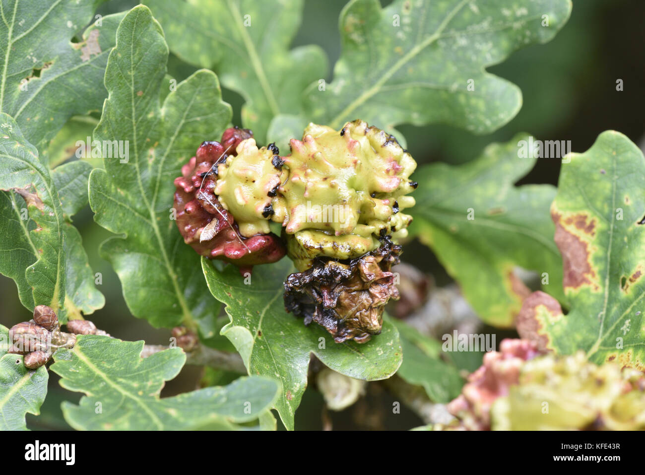 Knopper gall - causé par le wasp andricus quercuscalicis Banque D'Images