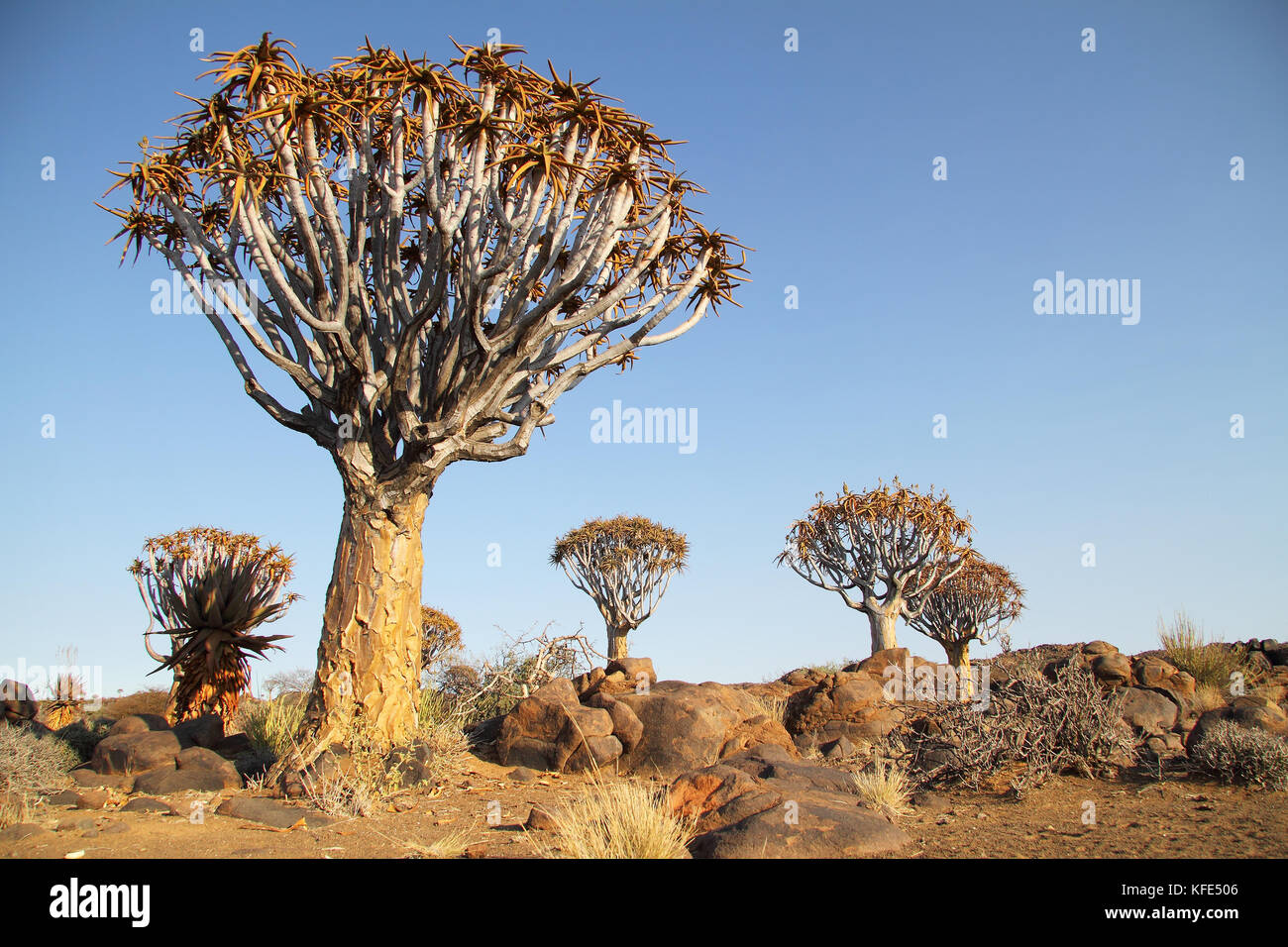 Quiver Tree (aloe dichotoma) dans la forêt Quiver Tree, keetmanshoop, la Namibie. Banque D'Images