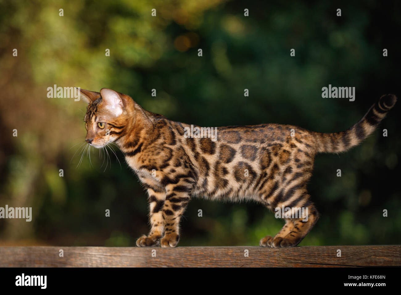 Bengal chat outdoor Banque D'Images