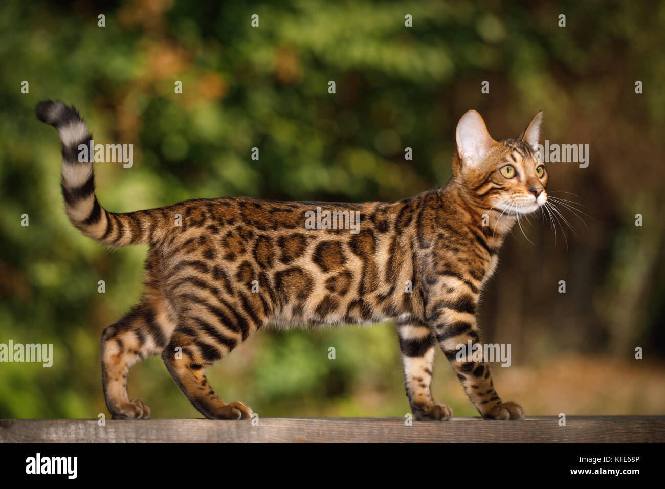 Bengal chat outdoor Banque D'Images