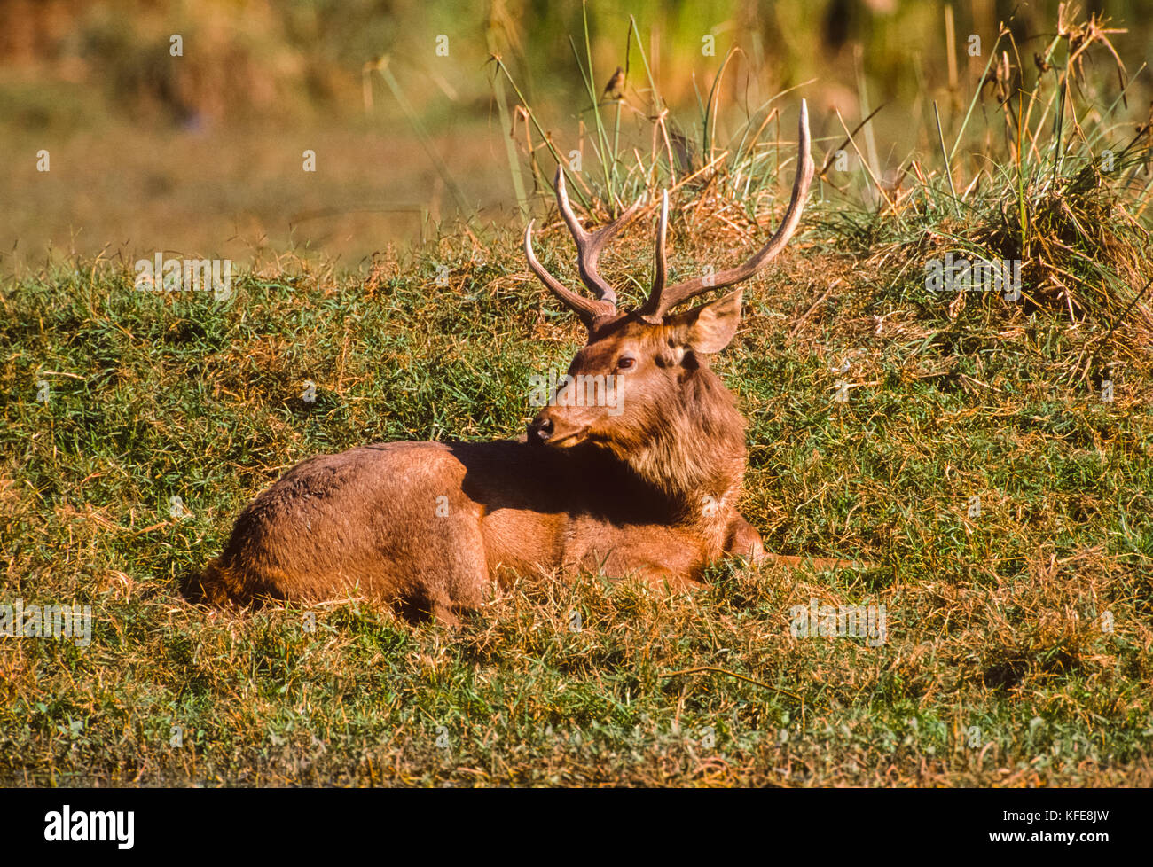 Cerfs Sambar, stag (Rusa unicolor), Parc national de Keoladeo Ghana, Bharatpur, Rajasthan, Inde Banque D'Images