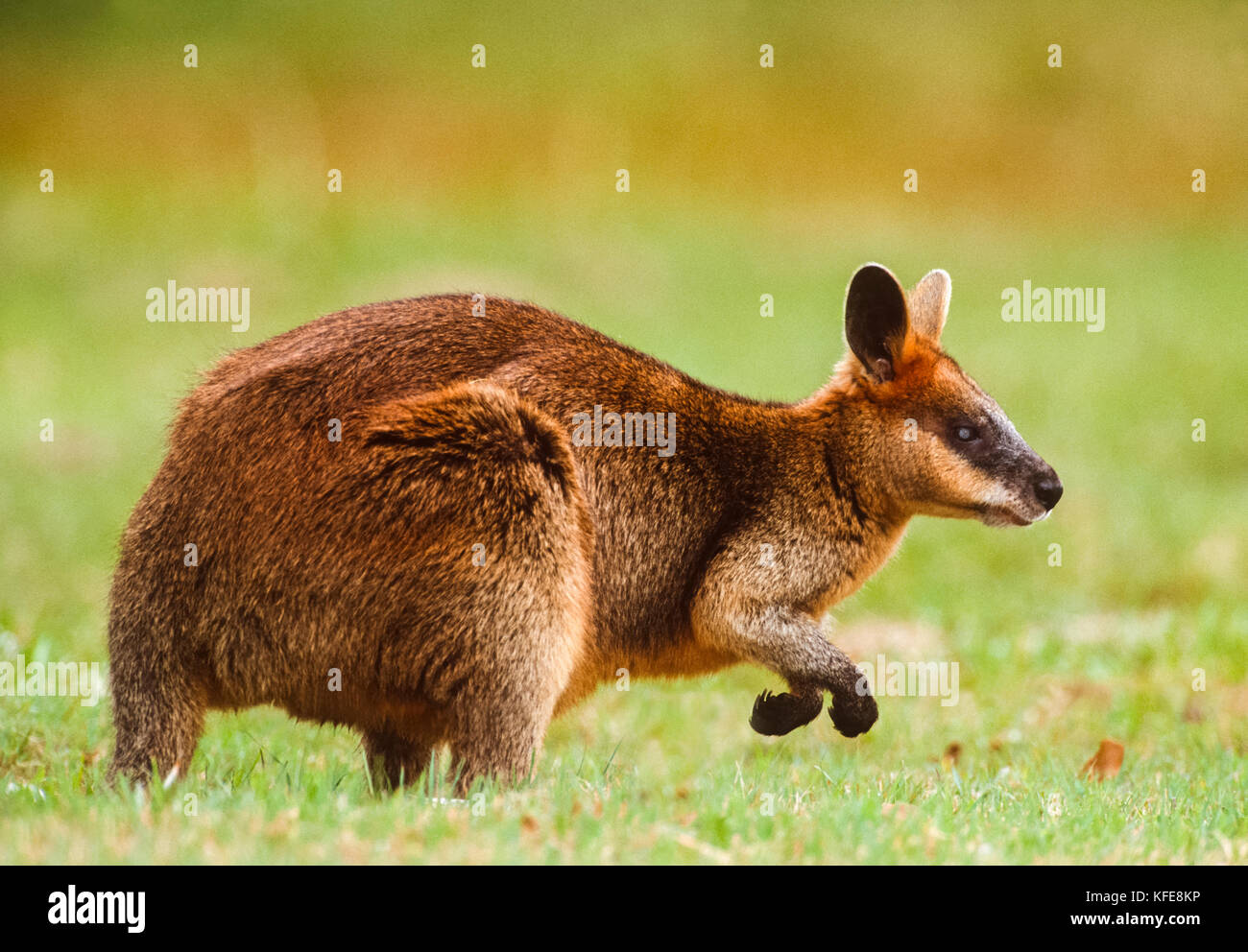 Bicolores, (Wallabia bicolor), Byron Bay, New South Wales, Australia Banque D'Images