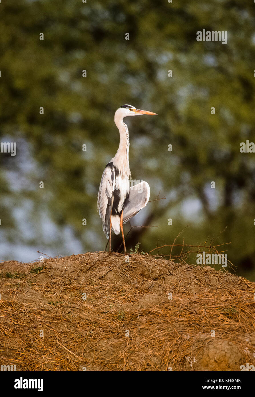 Héron cendré Ardea cinerea, bains de soleil, le parc national de Keoladeo ghana, bharatpur, Rajasthan, Inde Banque D'Images