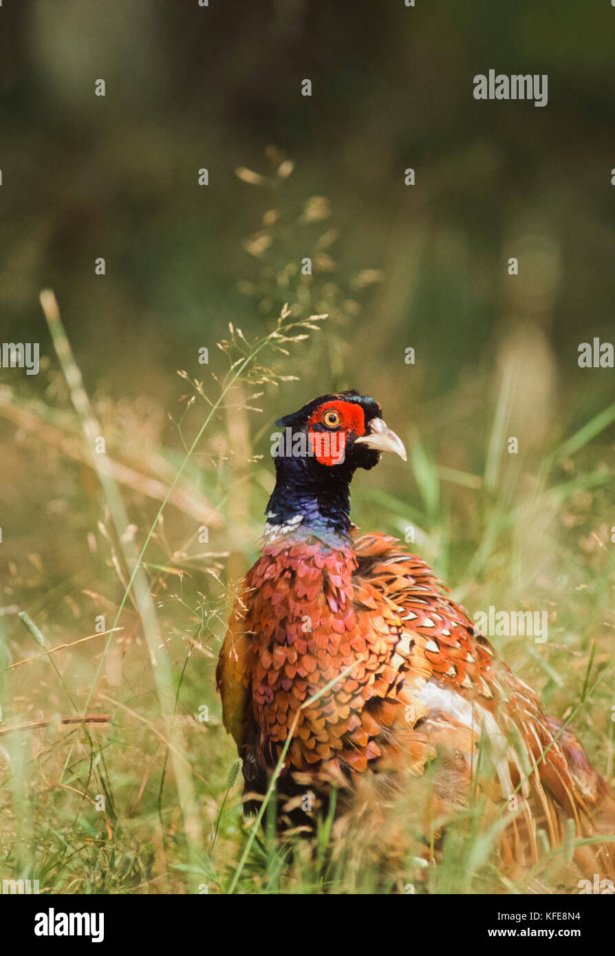 Le faisan commun (Phasianus colchicus), Kew Gardens, Londres, Royaume-Uni Banque D'Images