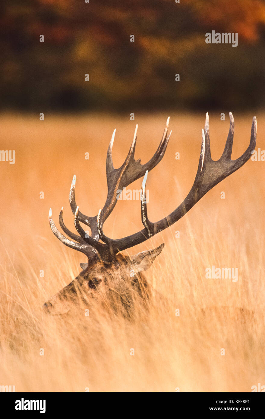 Red Deer stag en automne, (Cervus elaphus), Richmond Park, Londres, Royaume-Uni Banque D'Images