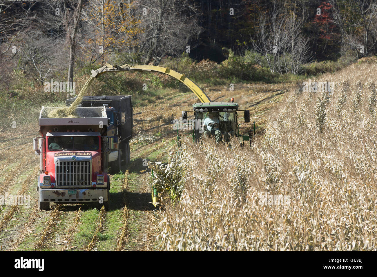 La récolte d'automne de pierres de maïs pour l'alimentation des bovins d'hiver dans le Vermont, États-Unis Banque D'Images