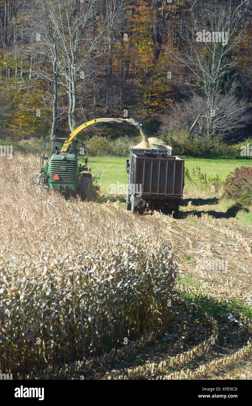 La récolte d'automne de pierres de maïs pour l'alimentation des bovins d'hiver dans le Vermont, États-Unis Banque D'Images
