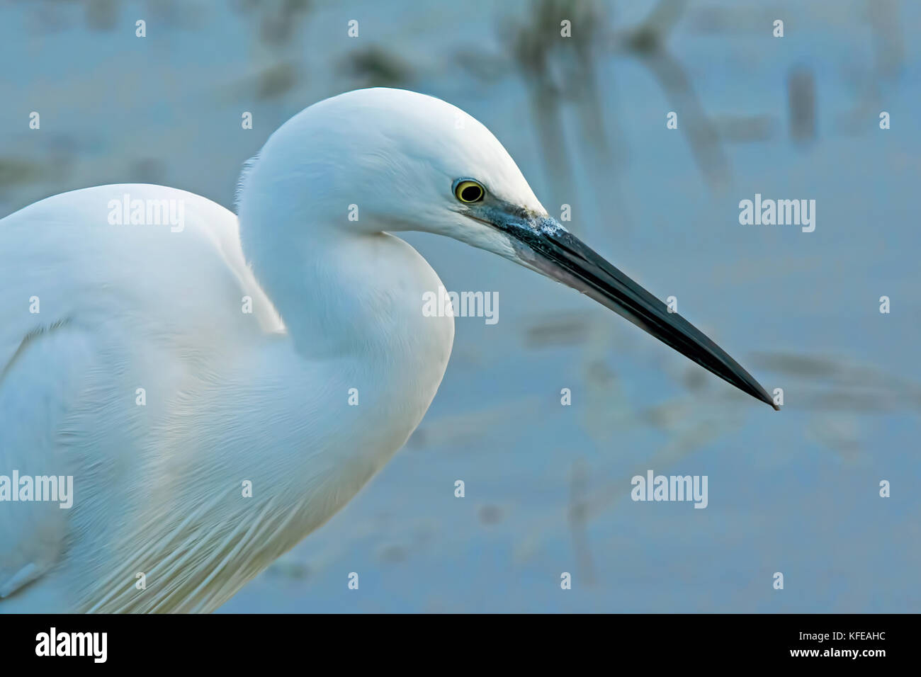 Portrait d'une aigrette garzette chasse sur les marais de la réserve naturelle d'Elmley Banque D'Images